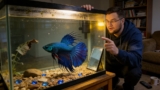 Betta Anatomy (Find Out How Amazing These Fish Are!)