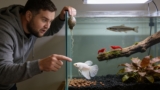 Betta Fish Not Eating: 14 Ways To Diagnose Treat Them