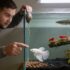 Red Root Floater: An In-Depth Plant Care Guide