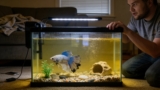 Betta Fish Losing Color/Fading ( Turning Black/White/Brown)