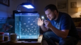 Daphnia for Betta Fish (Everything You Need To Know)