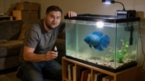 Dropsy In Betta Fish: Treatment For The Fatal Disease