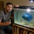 Apple Snail Secrets: Care, Lifespan, Breeding, Food