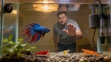 How Much Do Betta Fish Cost (Including Equipment)