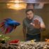 11 Freshwater Sharks For Fish Tanks Of All Sizes