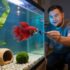 Bleeding Heart Tetra 101: The Complete Care Guide