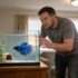 Staurogyne Repens: The Ideal Aquarium Carpet