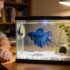 Mouth Fungus in Betta Fish: Complete Guide