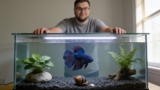 Are Betta Fish Tropical Fish? ( Other FAQ’s)