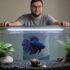 The 15 Best Low Light Aquarium Plants (Must-See)