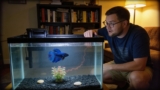Betta Fish Poop (And Why You Need To Know About It)