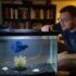 Nerite Snail Secrets: Care, Types, Lifespan