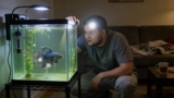 Betta Gill Flukes (Symptoms, Treatment, Prevention)