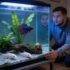 Almond Leaves Transform Aquarium Health and Habitat