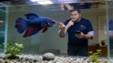 Betta Ich: The Ultimate Guide to Treating and Preventing