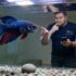 15 Amazing Types Of Tetra Species (The Complete List)