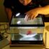 Why Your Betta Fish Is Laying At The Bottom Of The Tank