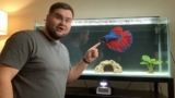 How Long Do Betta Fish Live? Top Tips to Increase Their Lifespan