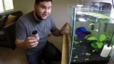 How Many Mini Pellets To Feed a Betta ?