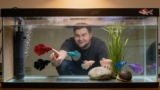 Betta Fish Sorority Tank  Setup, Care, Caution  Maintenance