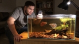 Betta Channoides Vs Betta Albimarginata