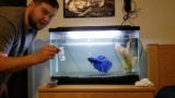 7 Reasons Your Betta Is Staying at the Top of the Tank (& What to Do)