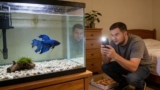 Betta Fish Tail Biting: 5 Reasons Why & How to Stop It Fast