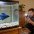 Firemouth Cichlid: Care, Companions, Size Insights
