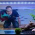 Pygmy Cory Secrets: Tank, Food, and Care