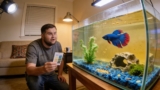 10 Reasons Your Betta Fish Tank Gets Dirty Fast