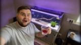 Betta Fish Care Guide: Tank Setup, Breeding & Behavior Tips
