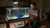 Betta Temperature Shock Symptoms And Treatment