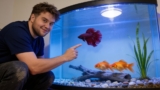 Betta Vs Goldfish  Which Is Best For You