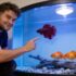 Do Betta Fish Get Bored? How To Stop It ?