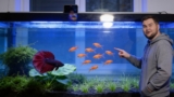 Bettas And Ember Tetras: A Match Made In Heaven