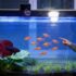 11 Freshwater Sharks For Fish Tanks Of All Sizes