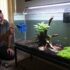 Why Sharks in Aquariums Teach Us More Than You Think