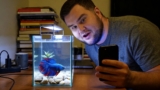 Do Betta Fish Get Bored? How To Stop It ?
