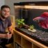 Kuhli Loach Secrets: Care, Breeding, Companions