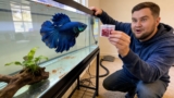 6 Best Frozen Foods For Bettas