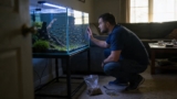 Black Neon Tetra Care: Diet, Breeding, Lifespan  More