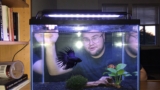 Mastering Black Orchid Betta Care: Expert Tips