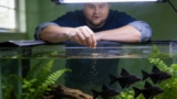 Black Skirt Tetra: Essential Care Guide