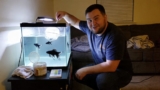 Black Phantom Tetra Care: Everything You Need To Know