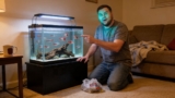 Bleeding Heart Tetra 101: The Complete Care Guide