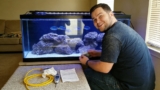 Blue Green Chromis Care: The Complete Guide