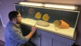 Bolivian Ram: Care Guide (with Tank Setup, Mates Breeding)