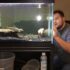 Cardinal Tetra Care: Tank Mates, Size, Lifespan  More