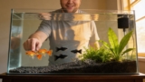Molly Fish: Full Care Colorful Types (with Tank Setup Diet)