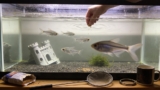X‑Ray Tetra: Brilliant Care Guide